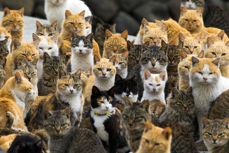 Kucing di Pulau Aoshima Jepang
