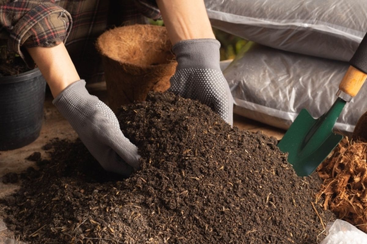 Ilustrasi membuat media tanam untuk tanaman dari berbagai bahan, salah satunya arang sekam. 