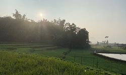 Jelang Musim Tanam, Stok Pupuk Bersubsidi di Jabar Dipastikan Aman