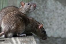 Lima Cara Cegah Tikus Berkeliaran di Rumah