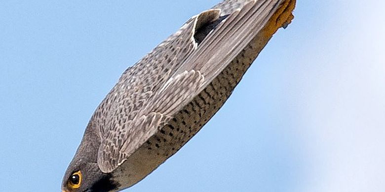 Peregrine Falcon Burung Tercepat Di Dunia