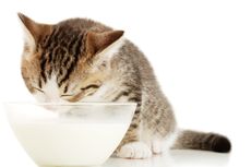 Benarkah Kucing Tak Boleh Minum Susu? Ini Penjelasannya