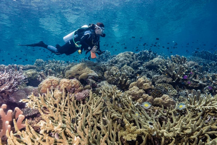Ilustrasi Terumbu Karang di Kepulauan Solomon