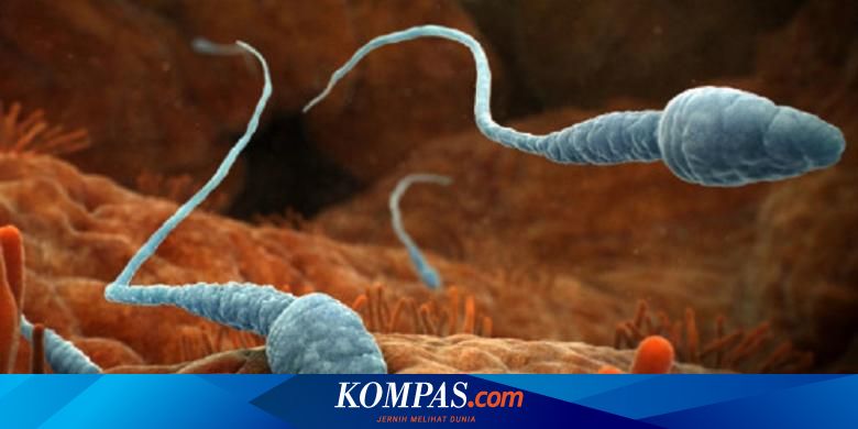 Italia Izinkan Donor Sperma dan Sel Telur