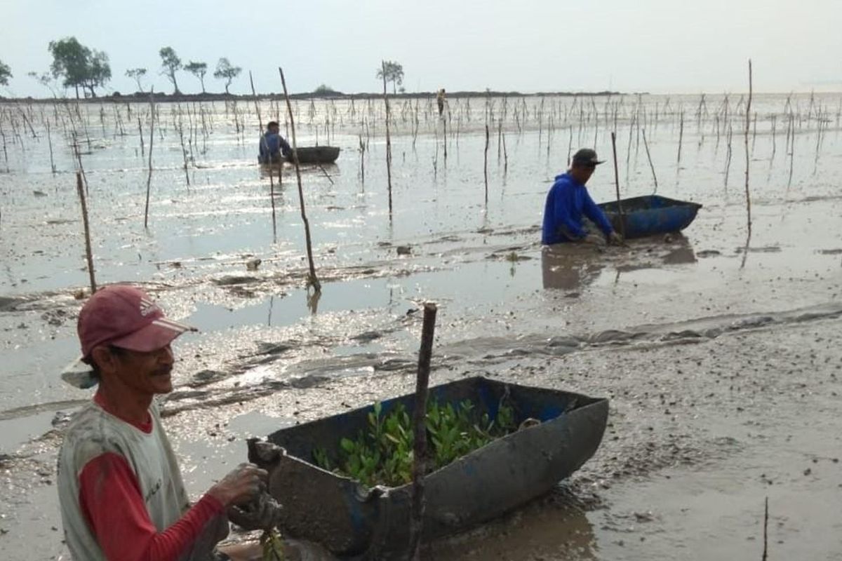 Kegiatan Penanaman Bibit Mangrove oleh Masyarakat di Kepulauan Bangka Belitung.