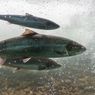 Ilmuwan Temukan Salmon Purba Raksasa yang Memiliki Gigi Besar Mirip Gading