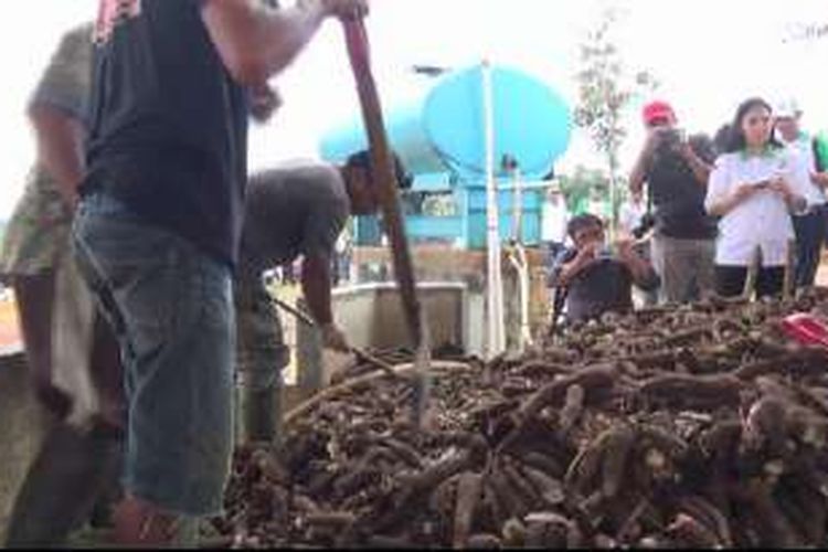 Pekerja memilah singkong yang akan diolah menjadi tepung tapioka.