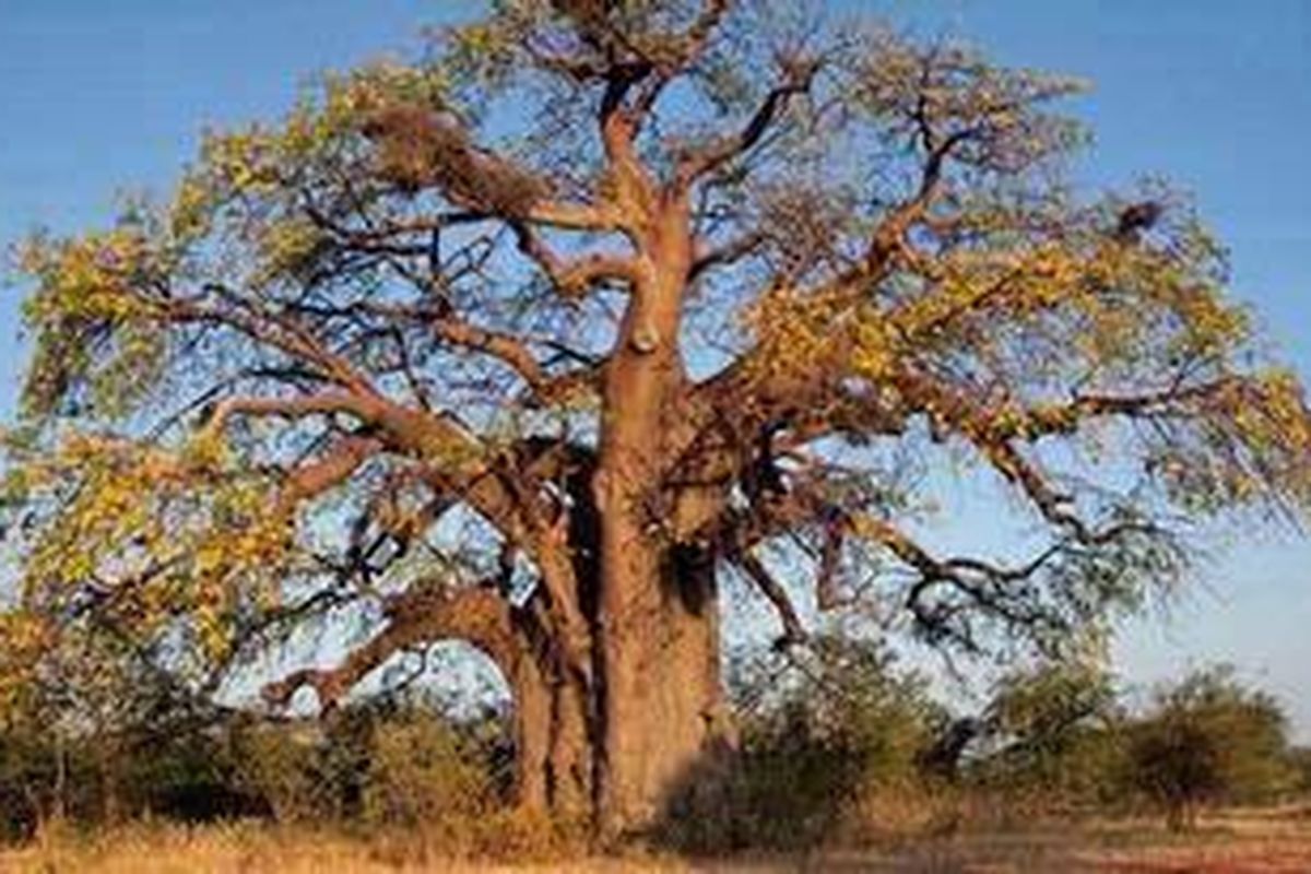 Ilustrasi Pohon Baobab