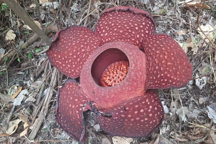 Bunga Rafflesia Arnoldii mekar di Batang Palupuh Agam, Sumatera Barat