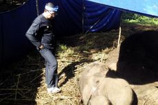 Bangkai Gajah Dibedah, Kebun Binatang Bandung Tutup Sementara