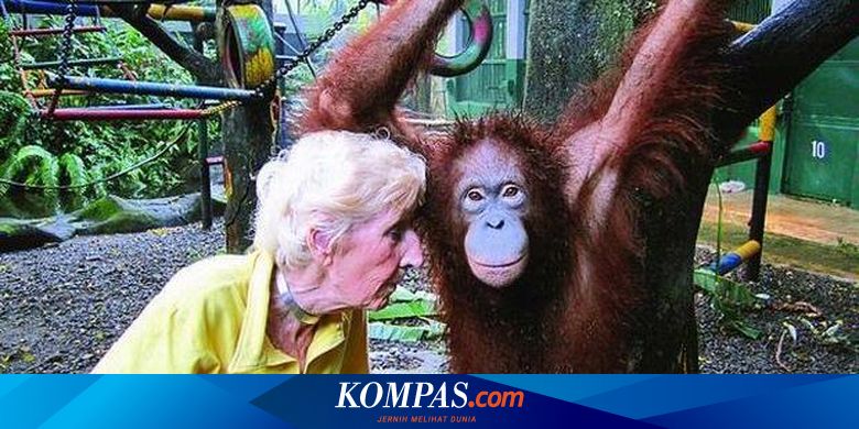 Acar Kol Untuk Orangutan Halaman All Kompas Com