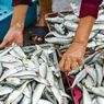 Nelayan Merugi, Luhut Upayakan Buka Ekspor Ikan ke Korsel dan Jepang