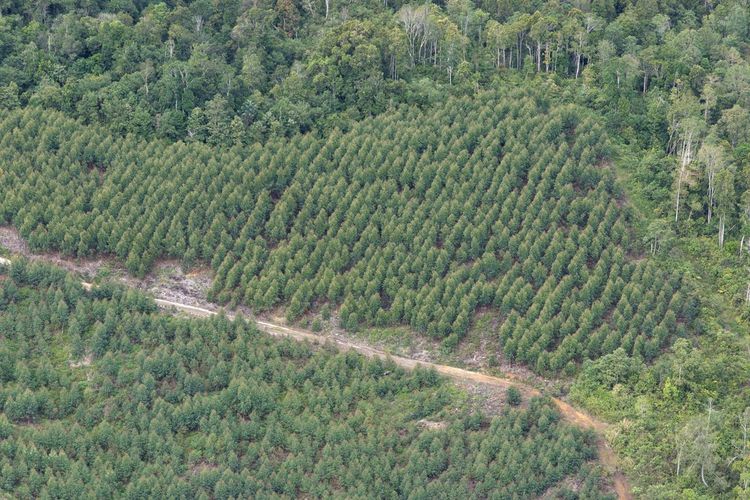 PT Toba Pulp Lestari menanggapi keputusan Presiden Prabowo yang mencabut izin 28 perusahaan terkait pemanfaatan hutan dan banjir Sumatera.