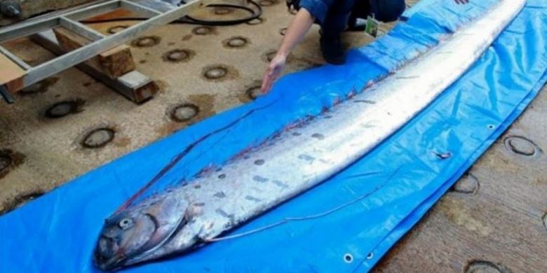 Inilah oarfish yang tertangkap jaring nelayan di prefektur Toyama, Jepang belum lama ini. Ikan tersebut biasanya hidup di laut dalam sehingga kemunculannya memicu kekhawatiran akan kemungkinan terjadinya bencana alam.
