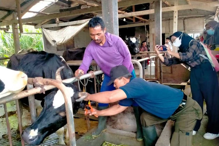 Pemasangan Eartag Secure QR Code pada ternak sapi di wilayah Dusun Srunen, Glagaharjo, Kapanewon Cangkringan, Kabupaten Sleman (Foto Dokumentasi Humas Pemkab Sleman).