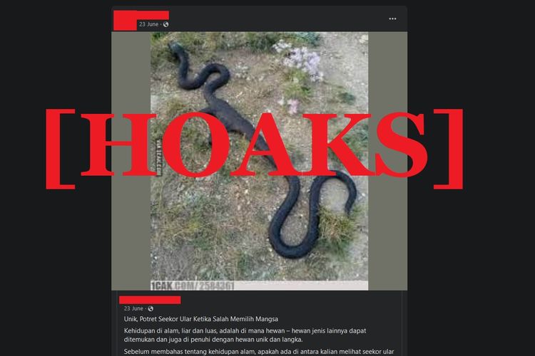 Hoaks ular memakan senapan serbu AK-47