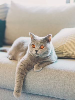 Ilustrasi kucing British shorthair