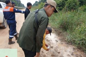 Seekor Harimau Sumatera Muncul di Jalan Perusahaan yang Berada di Kawasan Konservasi