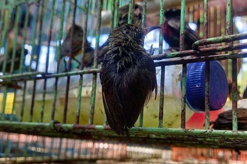 Ribuan Burung Dilindungi Asal Kalimantan Gagal Diperjualbelikan, 4 Orang Diamankan