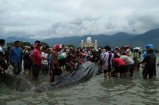 Sempat Jadi Tontonan Warga, Hiu Paus Akhirnya Kembali ke Laut Lepas