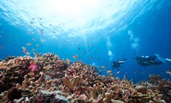 Bagaimana Pandemi Covid-19 Mengubah Suara Lautan?