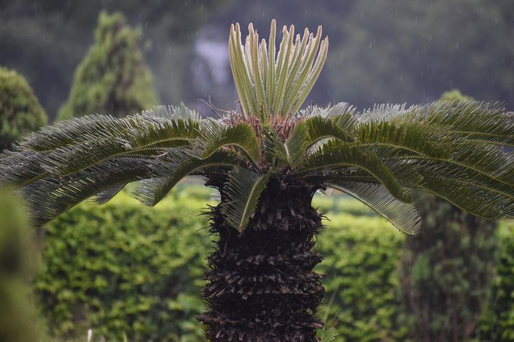 Ilustrasi tanaman sagu.