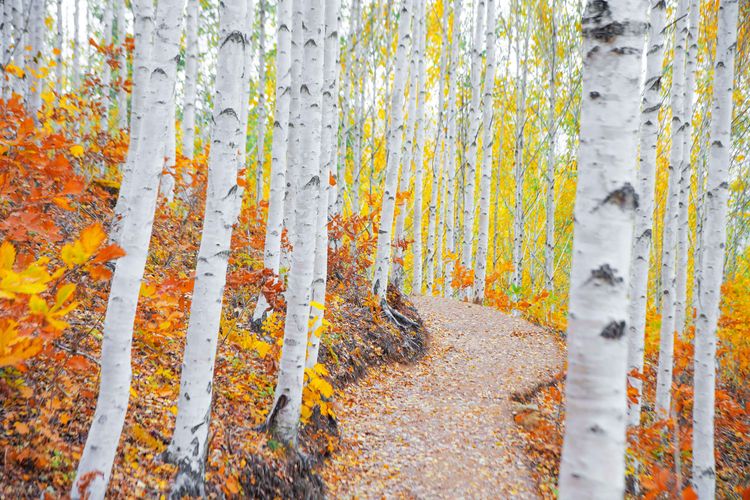 Wondae-ri Birch Forest adalah salah satu destinasi terbaik untuk menikmati dedaunan musim gugur di Inje. Hutan ini terkenal dengan pemandangannya yang indah dan terdiri dari sekitar 70.000 pohon birch yang ditanam rapi dan dedaunan musim gugur yang berwarna-warni.