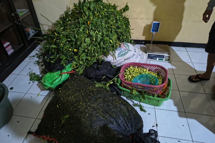Foto: Barang bukti cabai disita polisi.