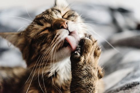 4 Jenis Sayur Penuh Nutrisi yang Boleh Dimakan Kucing