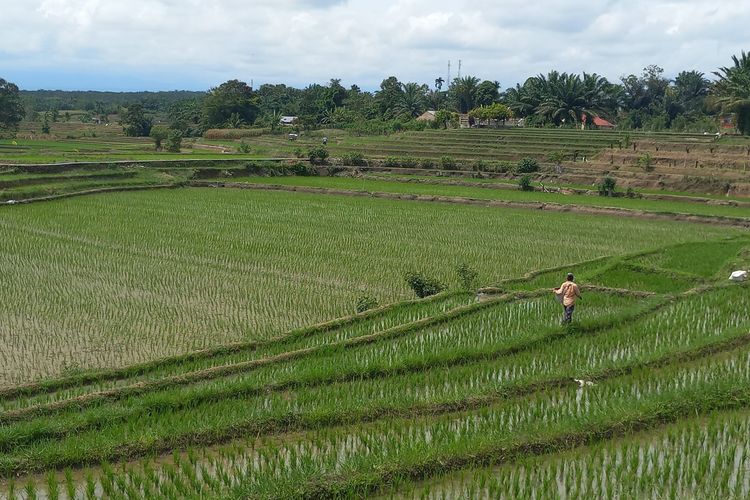 Sebagian petani mulai memupuk padi sawah di lahan pertanian yang dilindungi berlokasi di Kecamatan Siantar Marihat, Kota Pematangsiantar, Provinsi Sumut, Senin (4/3/2024). 