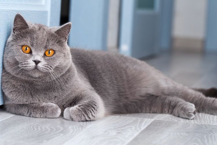 Ilustrasi kucing British shorthair.