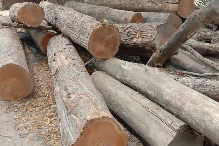 Puluhan pohon jati yang telah dipotong ditemukan warga tergeletak dio jalan dan pekarangan warag di Desa Mengger, Kabupaten Ngawi. Belum diketahui apakah pohon itu milik warga atau hasil curian di lahan Perhutani Ngawi.
