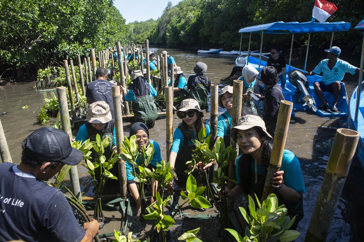 Djarum Foundation bersama puluhan mahasiswa dari berbagai universitas di Bali melakukan penanaman mangrove di Taman Hutan Raya (Tahura) Ngurah Rai, Pamogan, Denpasar Selatan, Bali pada Kamis (19/9/2024) siang.