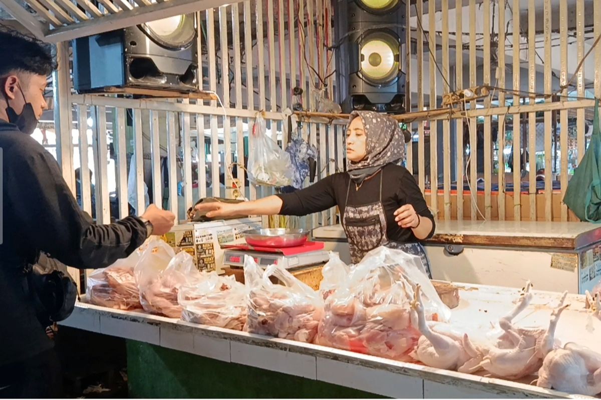 Peternak Rakyat Menjerit, Harga Ayam Anjlok saat Biaya Produksi Naik