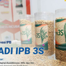 6 Keunggulan Varietas Padi IPB 3S, Pulen dan Tahan Penyakit