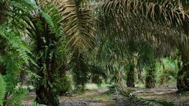 Rapor Hijau Perdagangan Luar Negeri Sumatera Barat di Quartal Pertama 2026, Sawit Jadi Pondasi