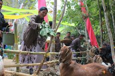 Ritual Gumbregan, Saat Sapi dan Kambing di Yogyakarta Diberi Makan Nasi 