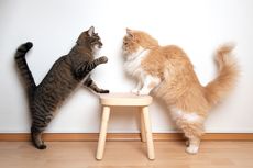 Cara Membedakan Kucing Bermain dan Berkelahi