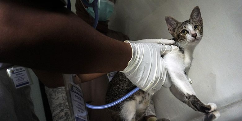 Petugas memeriksa kucing di Pusat Kesehatan Hewan (Puskeswan) Dinas Pertanian dan Pangan, Pekalongan, Jawa Tengah, Senin (28/9/2020). Memperingati Hari Rabies Sedunia, Dinas Pertanian dan Pangan Kota Pekalongan membuka pelayanan vaksin rabies gratis bagi warga yang memiliki hewan peliharaan kucing, anjing dan kera untuk melindungi hewan peliharaan dari penyakit rabies.