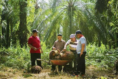 Adaptasi dengan Pandemi, Praktik Keberlanjutan Industri Kelapa Sawit Manfaatkan Teknologi