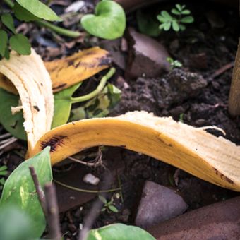 Ilustrasi kulit pisang jadi pupuk tanaman.