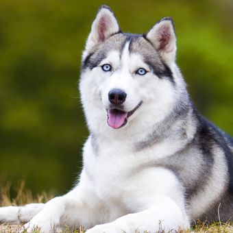 Ilustrasi anjing Siberian husky. 