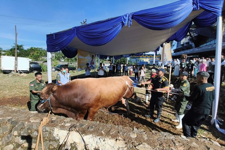 Momen Sapi Raksasa Bantuan Presiden Prabowo untuk Kabupaten Bogor Disembelih, Menyerah Tanpa Perlawanan