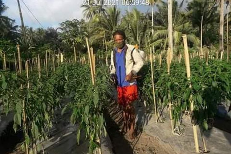 Foto : Yanuarius (62), pensiunan guru saat merawat tanaman cabainya di kebun tepat di Desa Koting B, Kecamatan Koting, Kabupaten Sikka, NTT, Rabu (11/8/2021).