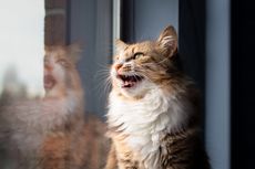 Mengapa Kucing Mengoceh pada Burung Saat Melihatnya di Jendela? 