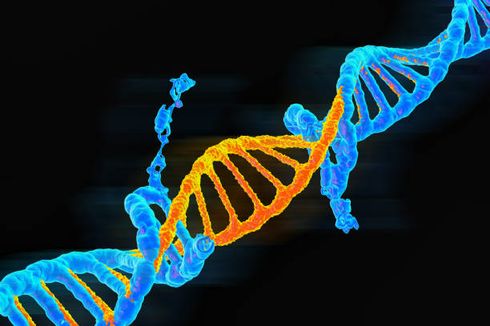 Pengertian Mutasi Genetik, Jenis-jenis, dan Contohnya