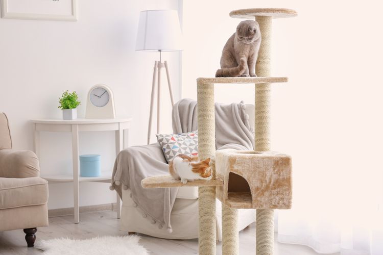 Ilustrasi menara kucing (cat tower) atau pohon kucing. Sarana memanjat ini bisa digunakan untuk melatih kucing agar tidak memanjat gorden atau area tinggi lainnya di rumah. 