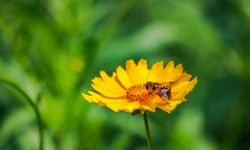 Waktu Berbunga Tanaman Tropis Bergeser akibat Perubahan Iklim