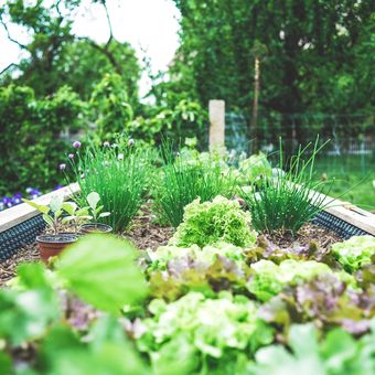 Ilustrasi kebun, berkebun di pekarangan rumah. 