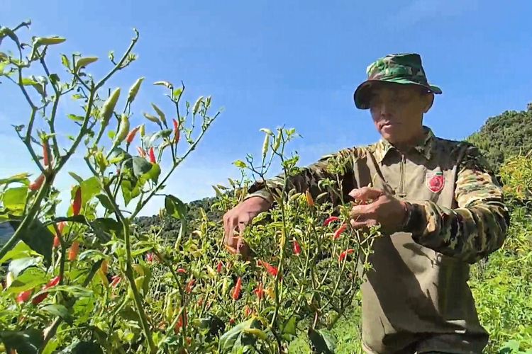 PANEN CABAI: Serma Zaenal terlihat tengah memanen cabai di kebun miliknya, baru-baru ini.